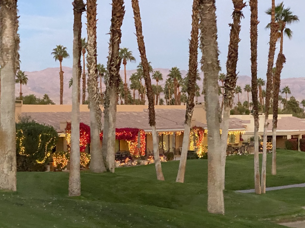 Bougainvillea beauty amidst the palms  thumbnail