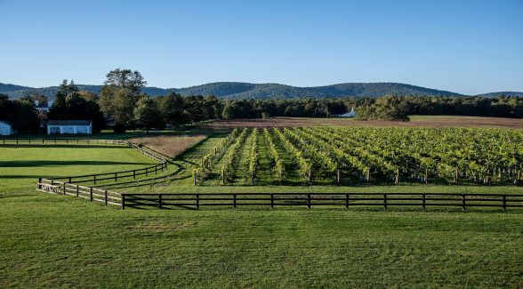 Join Neighbors for an Evening Outing to Merrie Mill Vineyard thumbnail