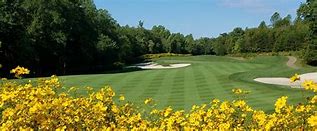 Or, the Golden Asters in Full Bloom in September thumbnail