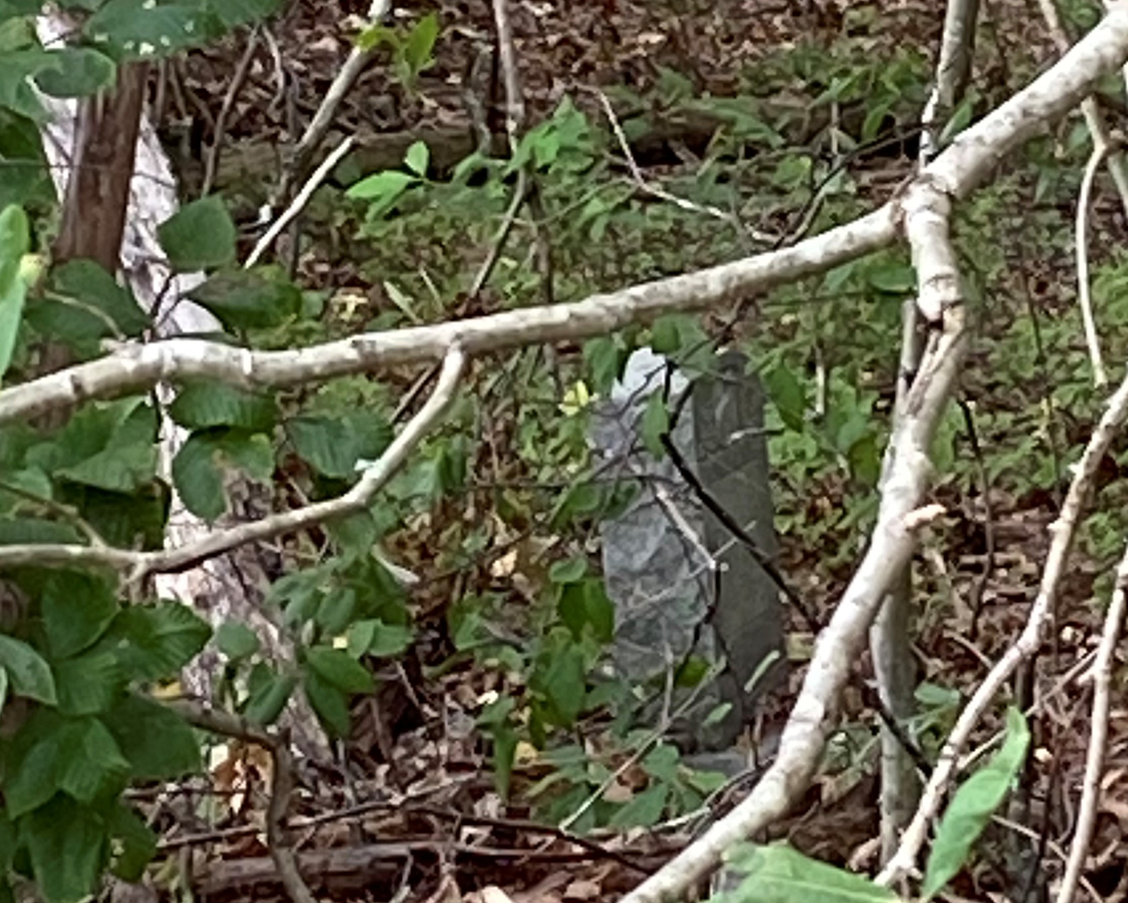 Or, the Rollins Gravestones at Clubhouse Drive & Spring Creek Parkway thumbnail