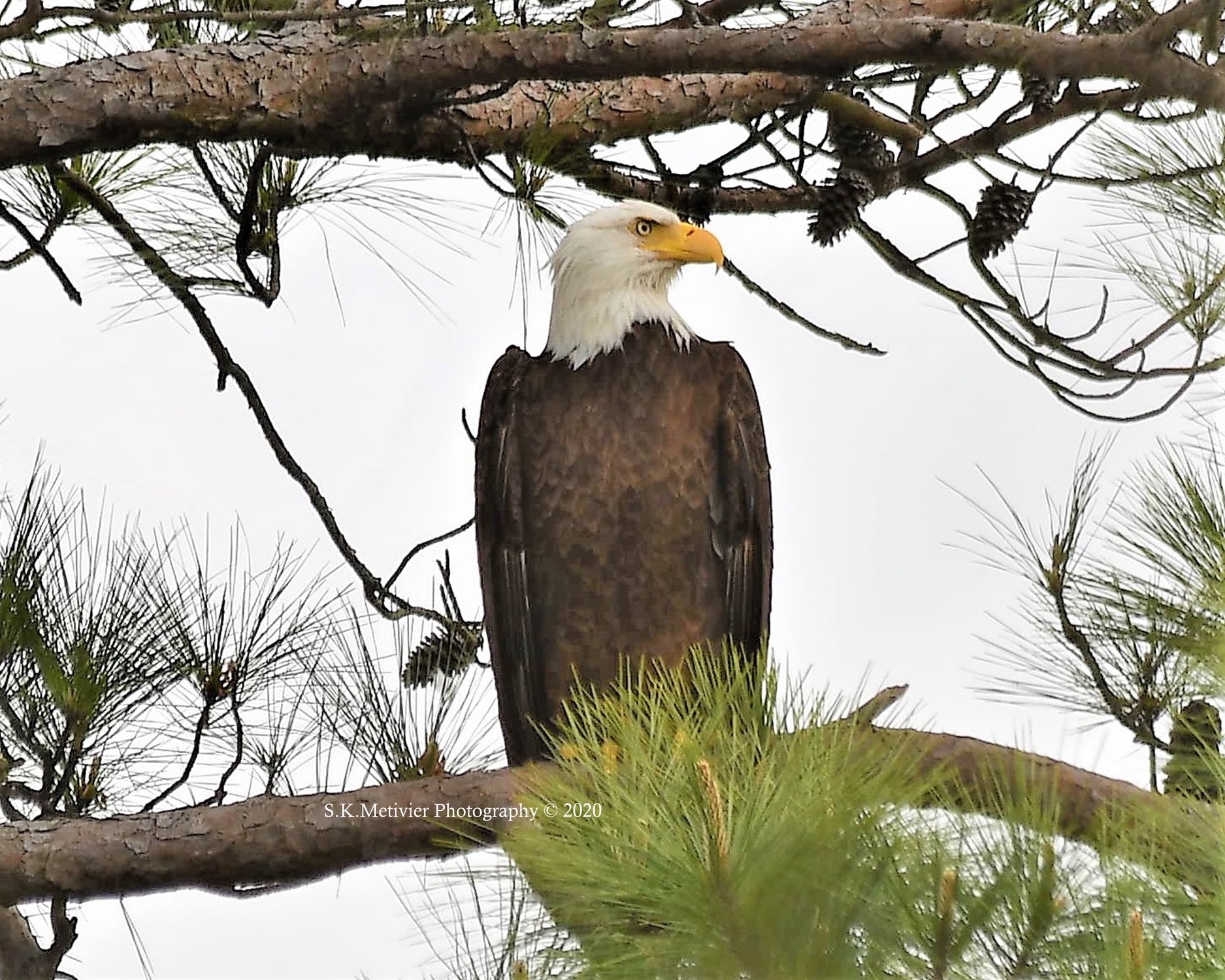 Our Longwood  Eagle thumbnail