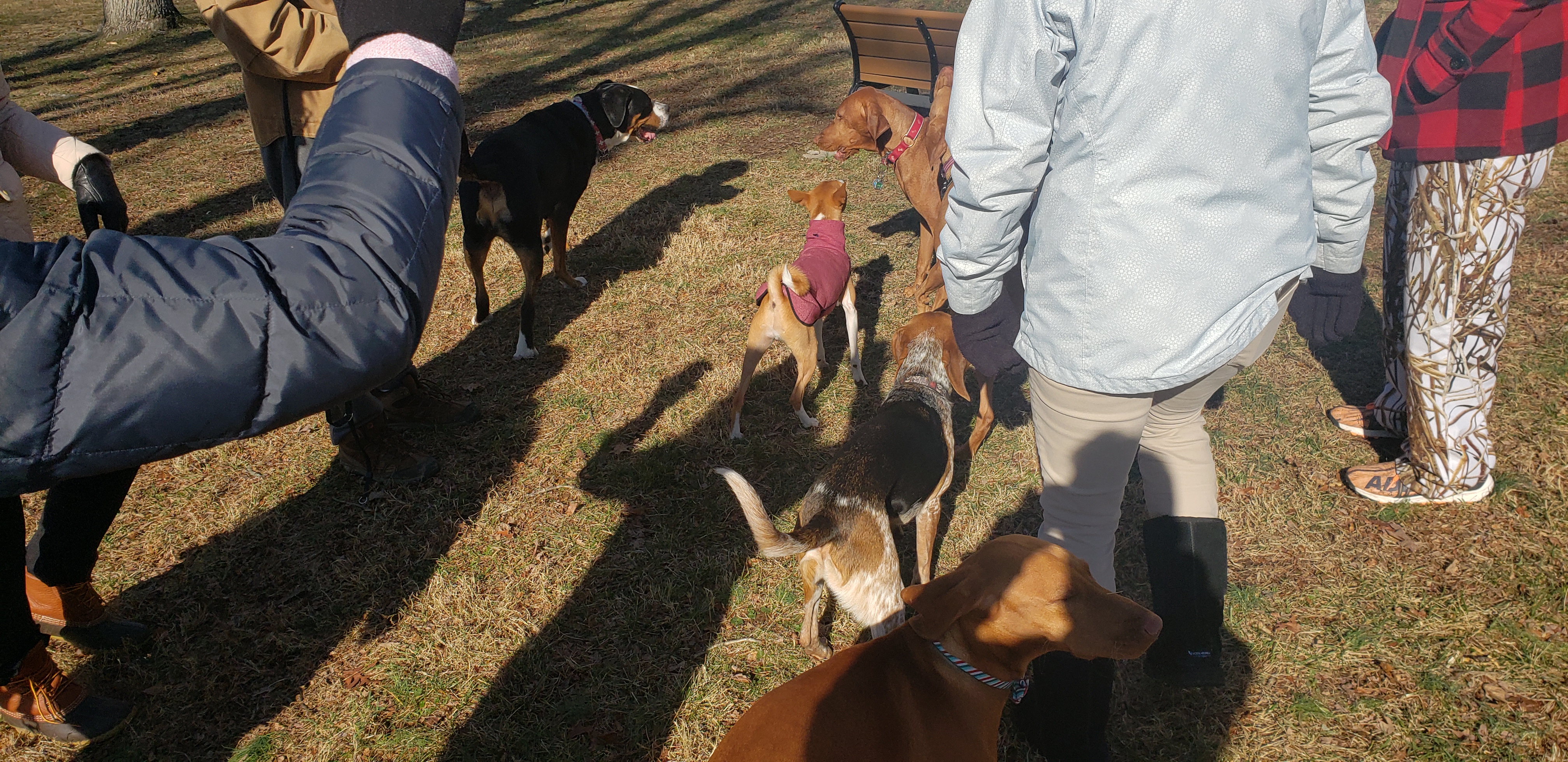 Dog Days at Loudoun Meadows Dog Park