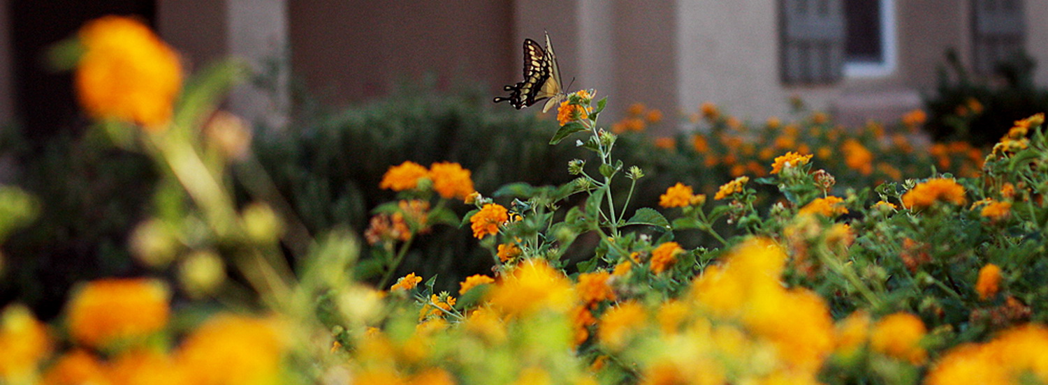 Legacy Village cover