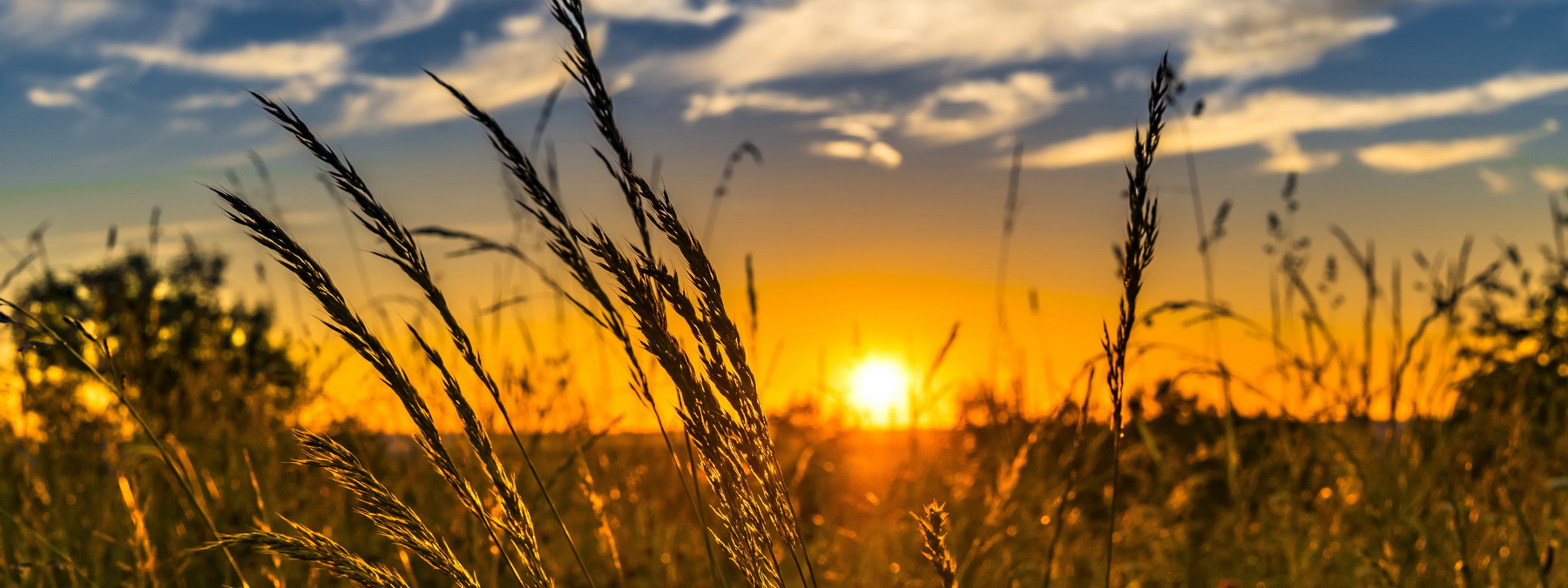 Child Farms Master  cover