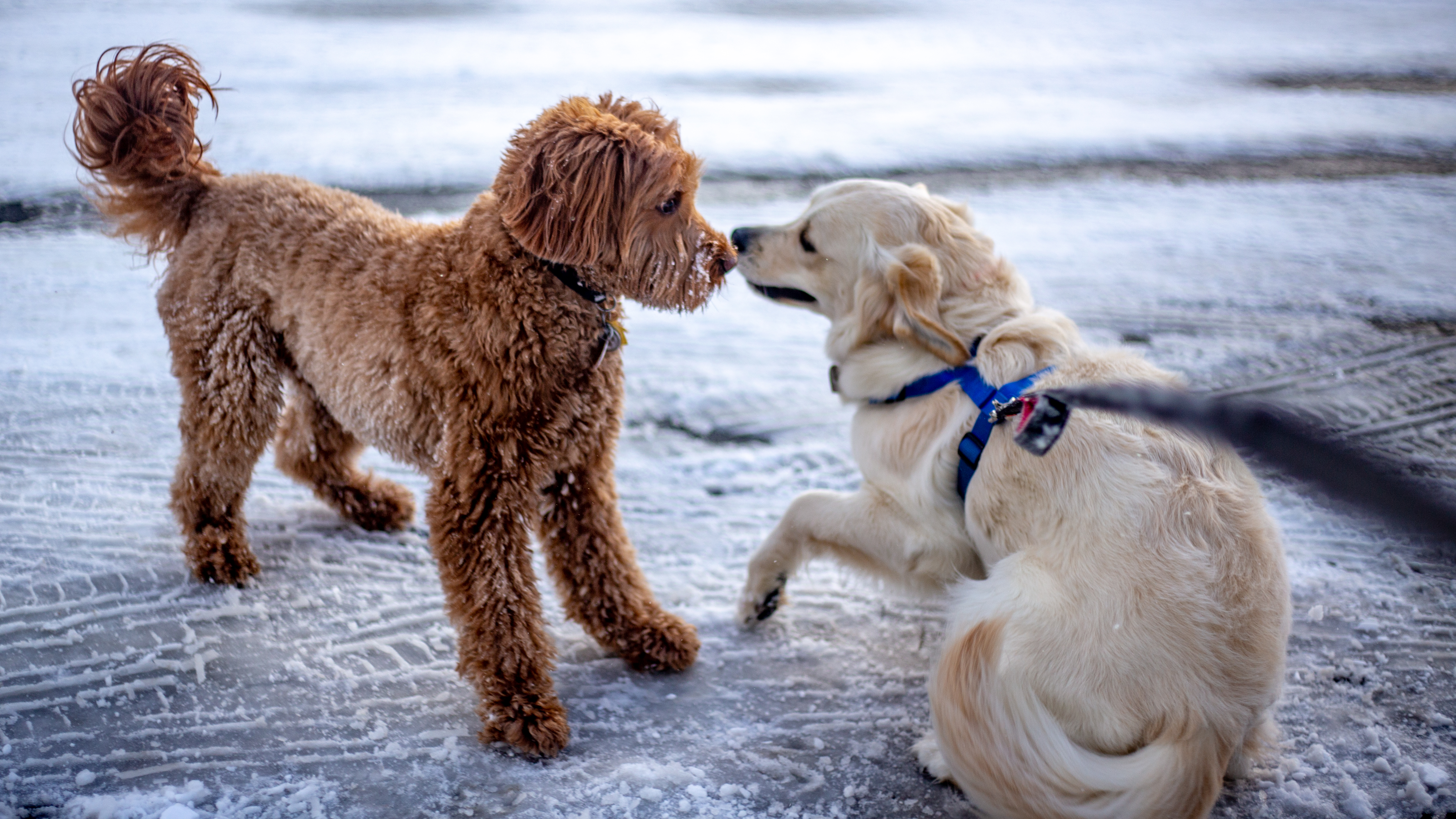 Snowy meet-up thumbnail