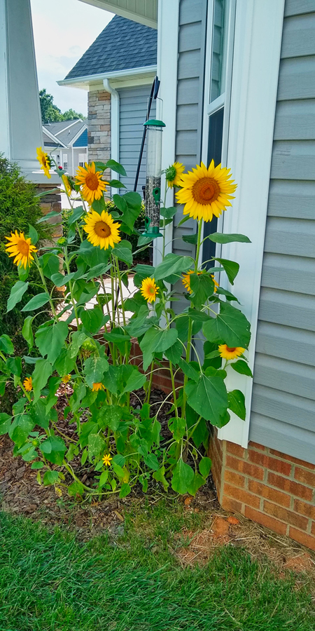 Third Place:  "Sunflowers," by Jane Burt thumbnail