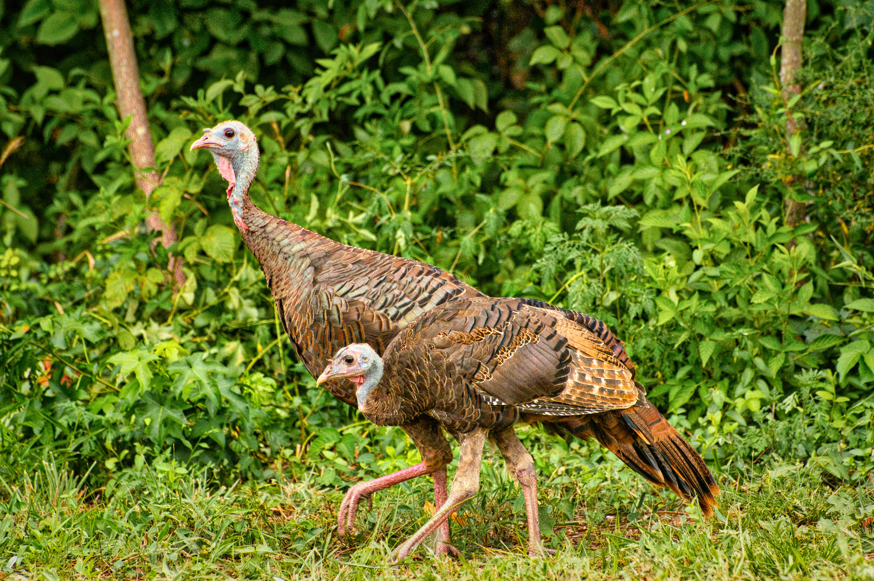 Honorable Mention:  "Mom and Chick," by Zelia Frick thumbnail