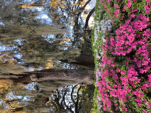 Gorgeous live oaks and azaleas thumbnail