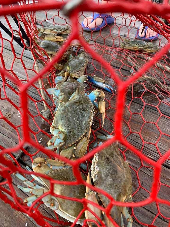 Abundant blue crabs thumbnail