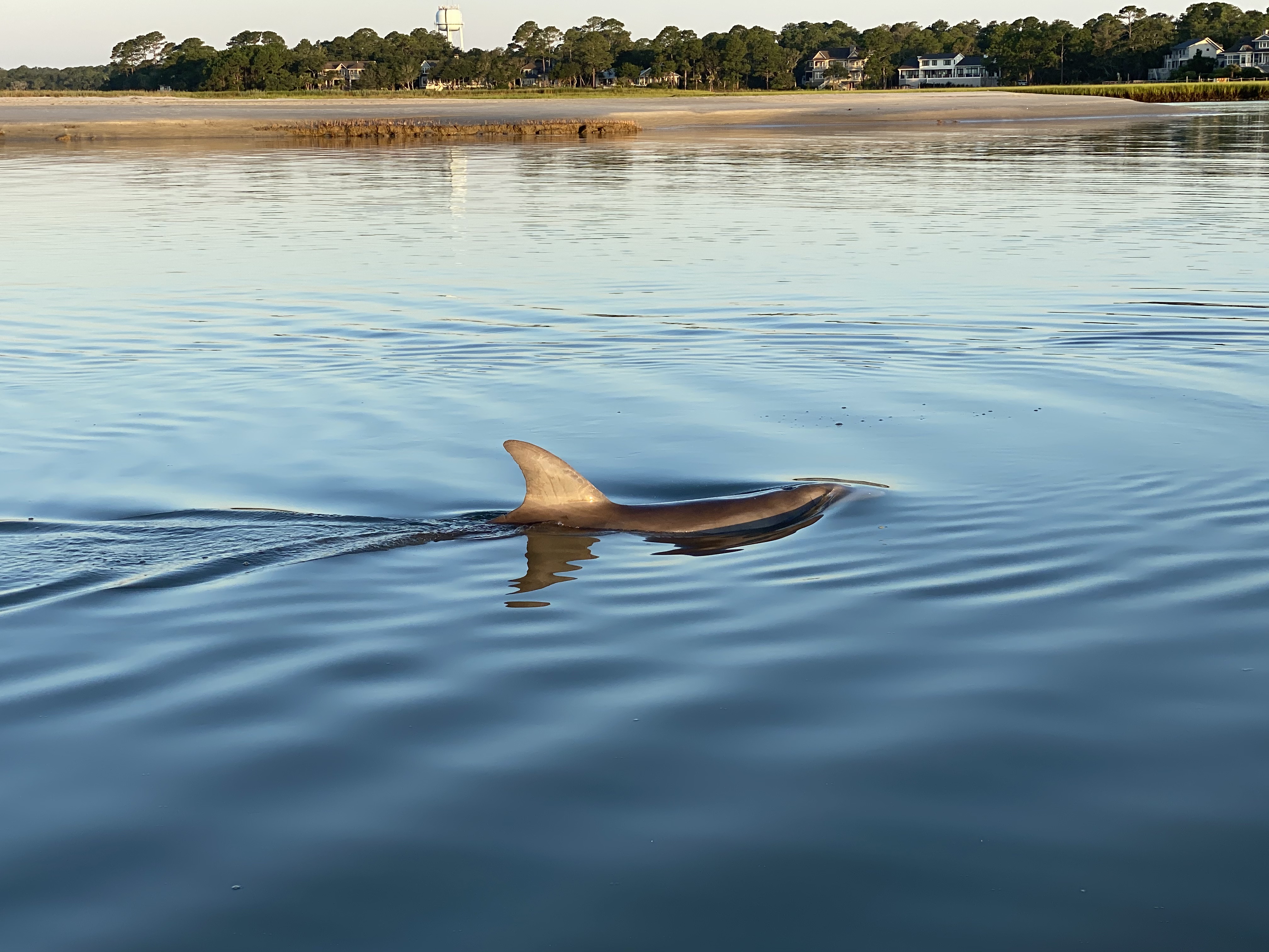 Dolphins in the backyard thumbnail