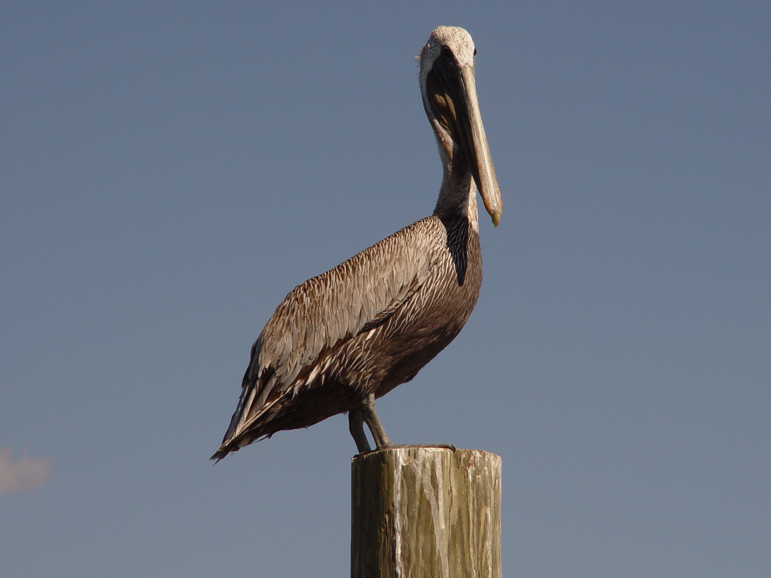 Lots of fish and birds who eat fish thumbnail