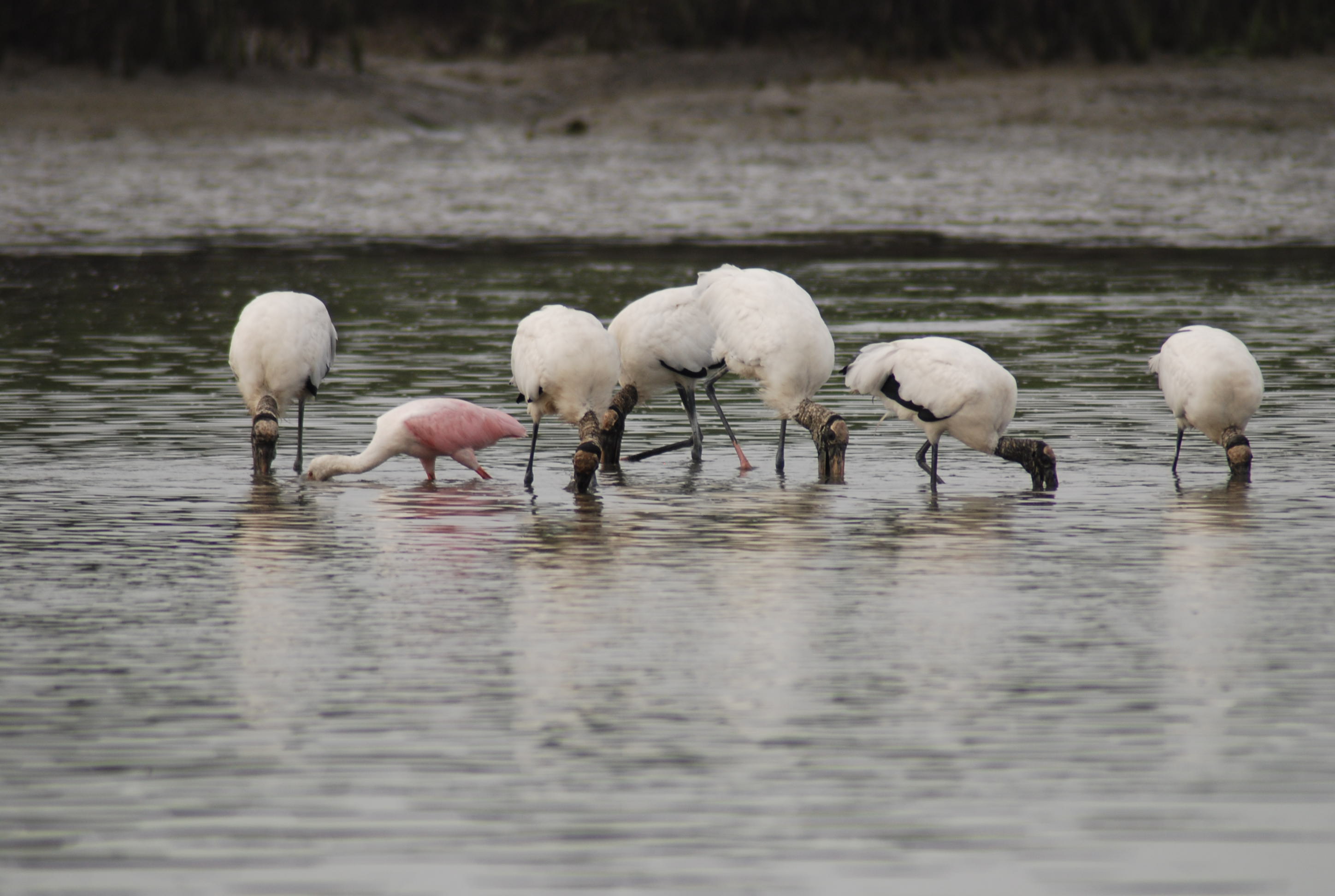 We have roseate spoonbills and wood storks! thumbnail