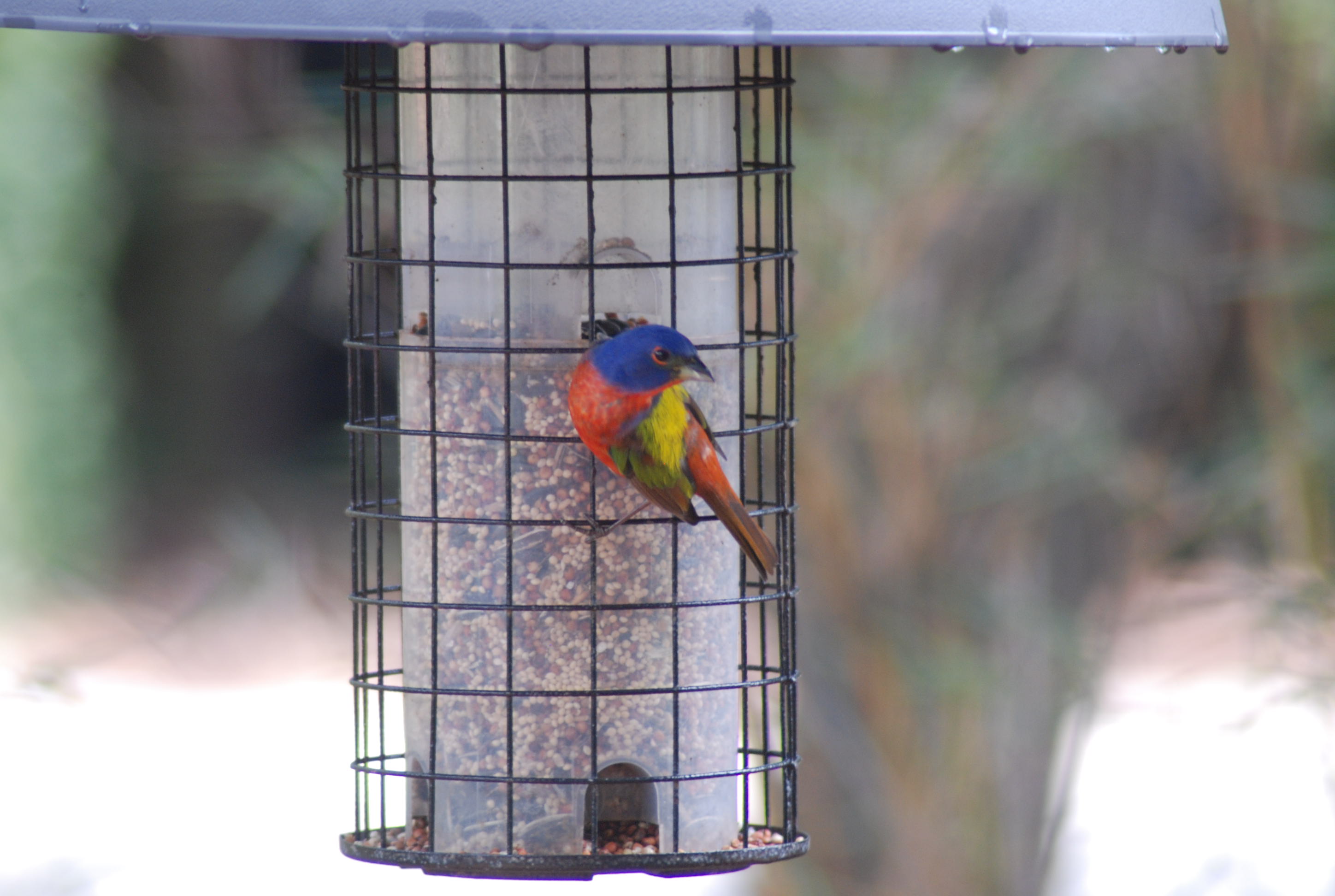 Lots of interesting birds thumbnail