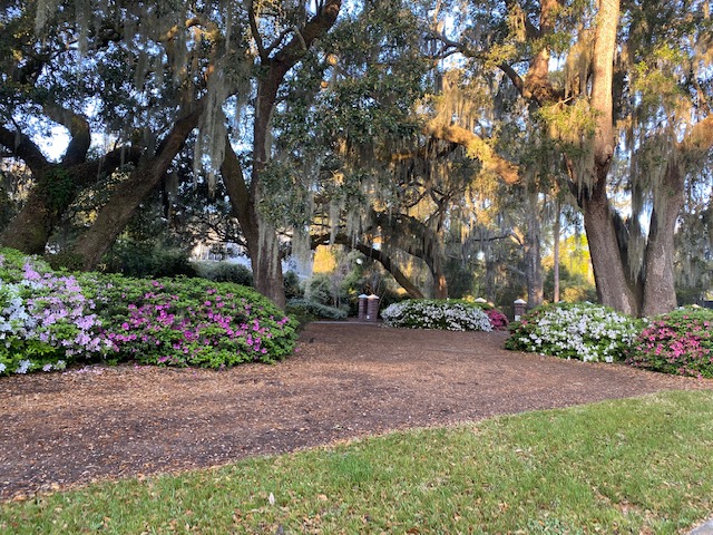 Azaleas in bloom thumbnail