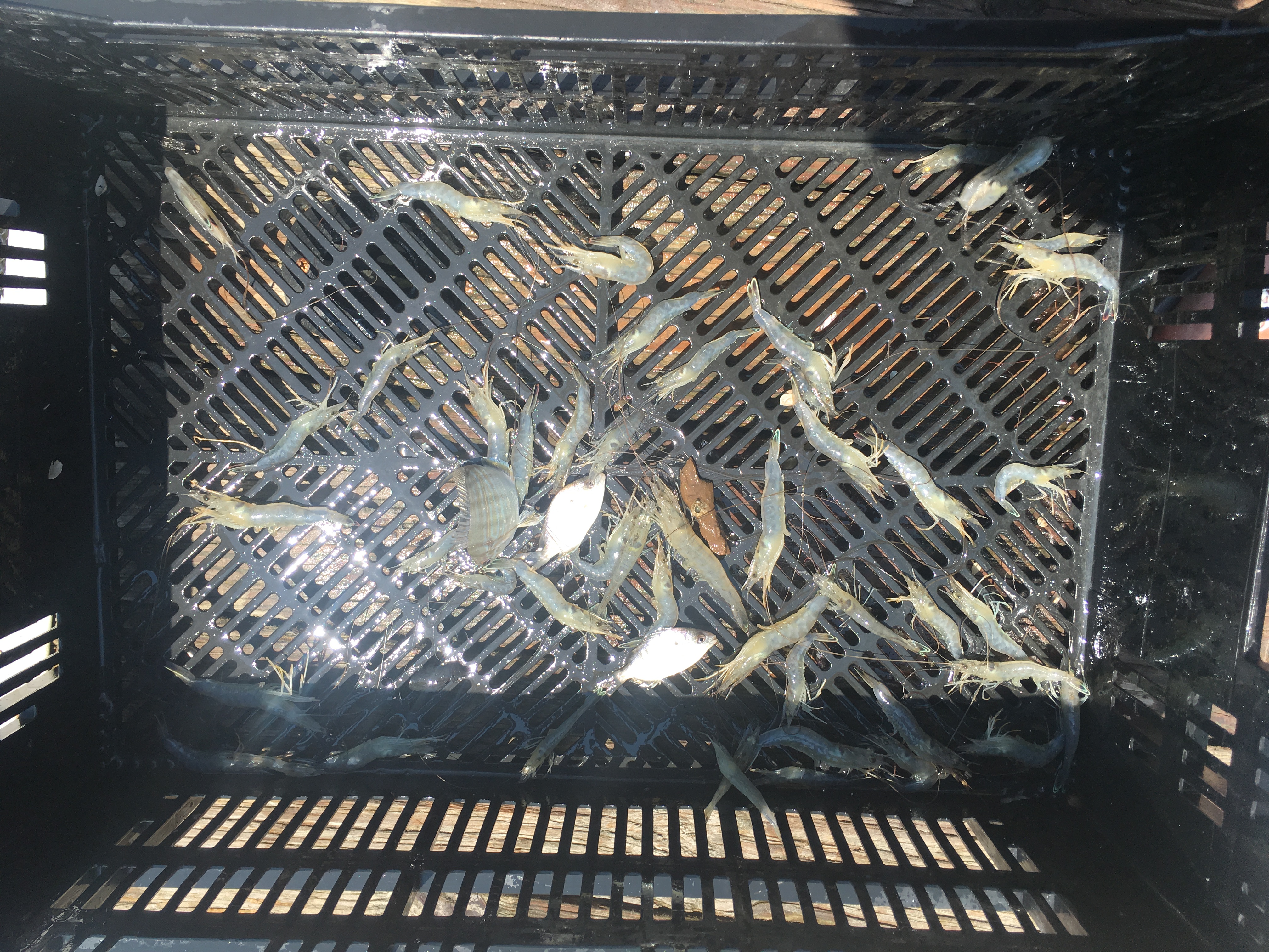 Abundant shrimp for eating and bait thumbnail