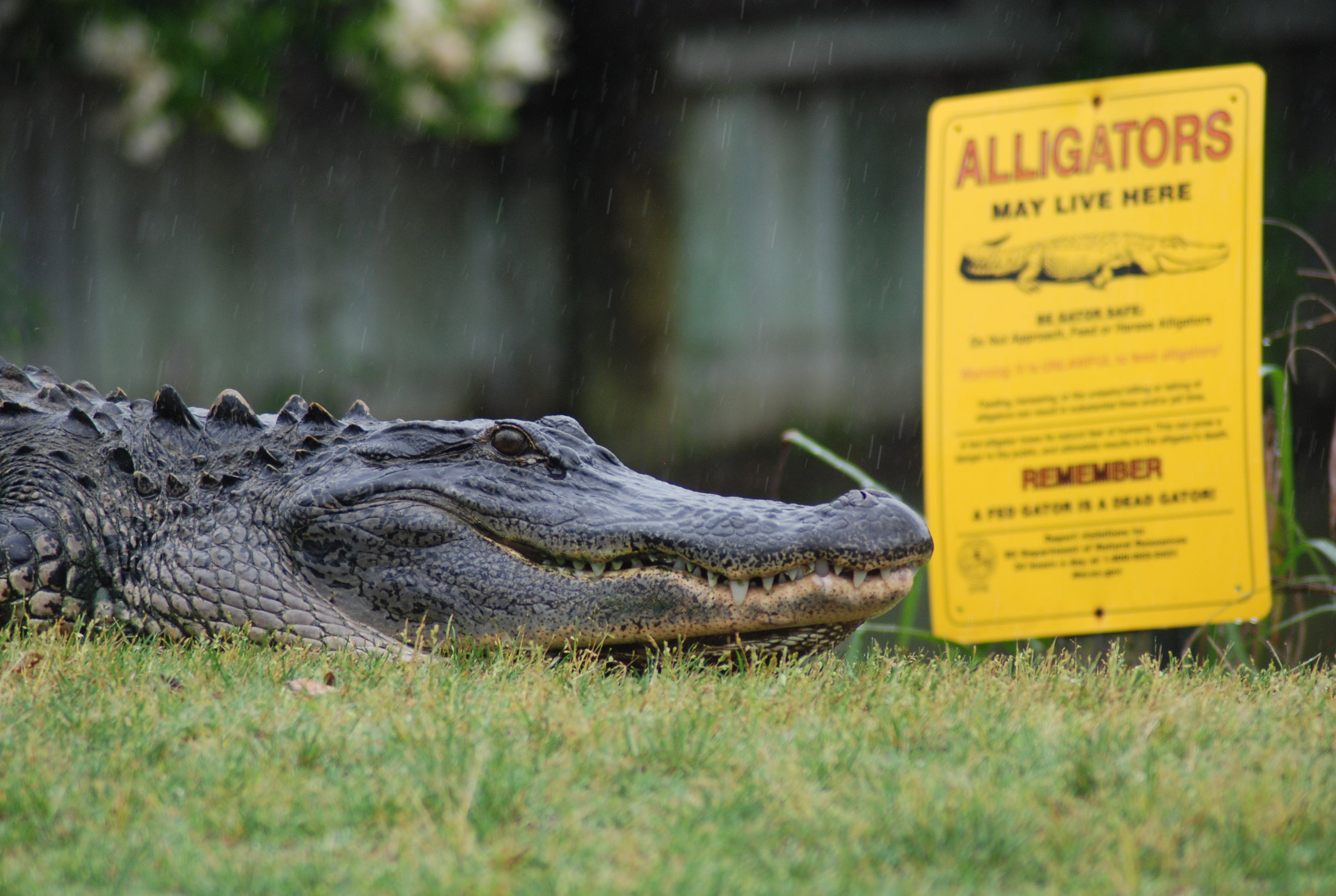Yes, there are alligators thumbnail