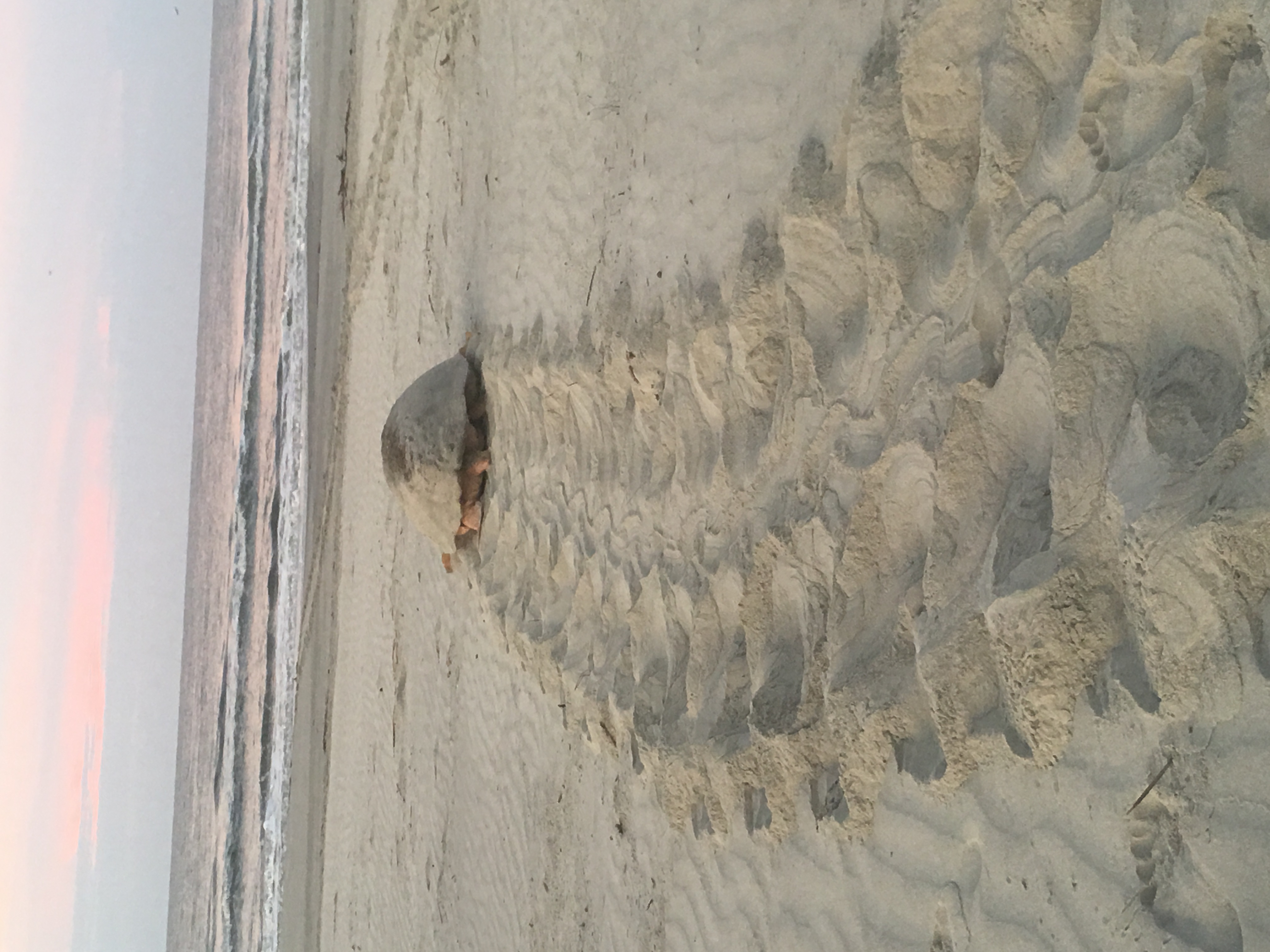 Mother turtle returning to the ocean after laying eggs thumbnail