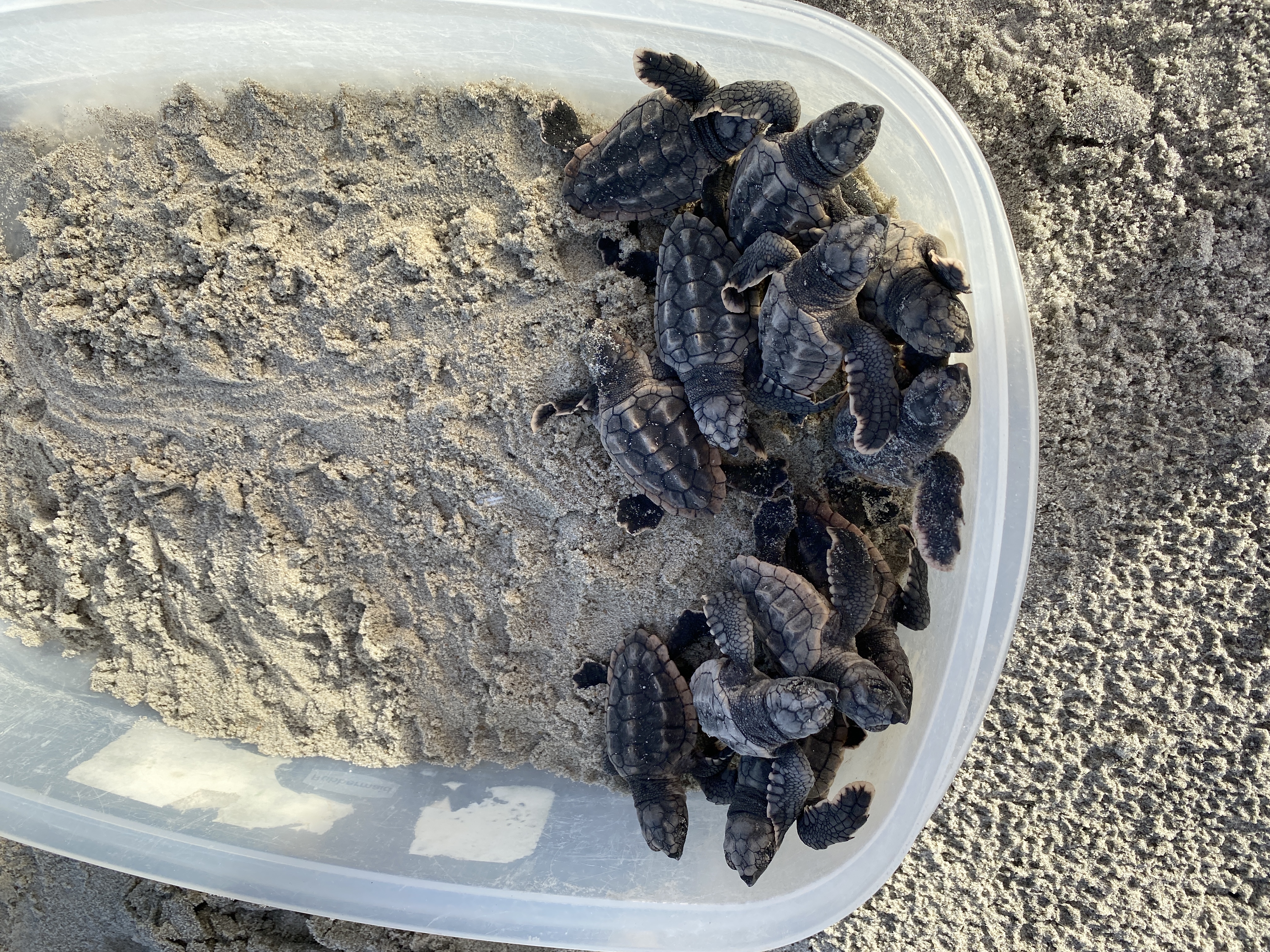 Participate in Turtle Patrol on Kiawah! thumbnail