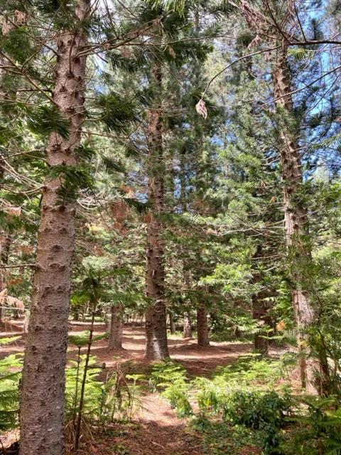 Hiking in the Cook Pines thumbnail