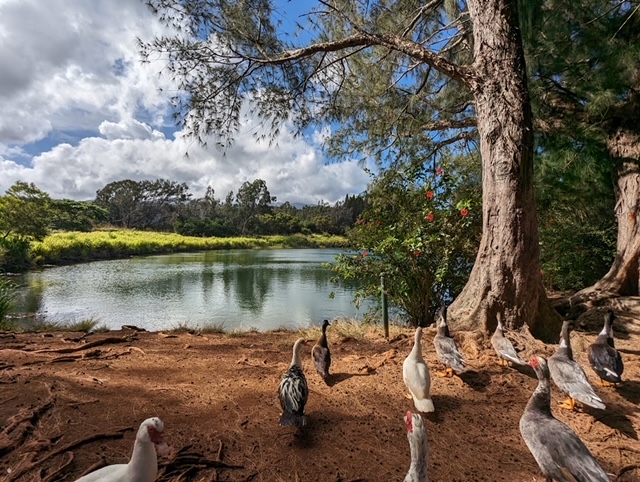 Ducks at the Duck Pond thumbnail