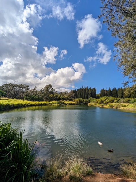 Duck Pond thumbnail