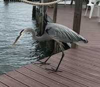 A frequent visitor to our Docks. thumbnail