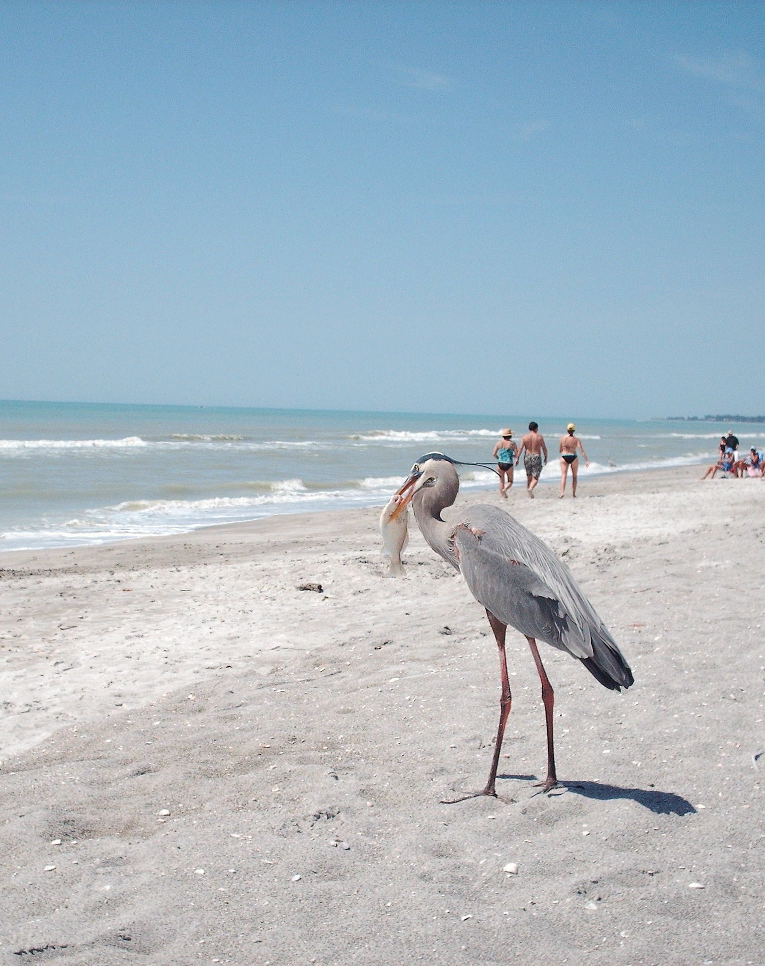 Beach Heron fishing.. thumbnail