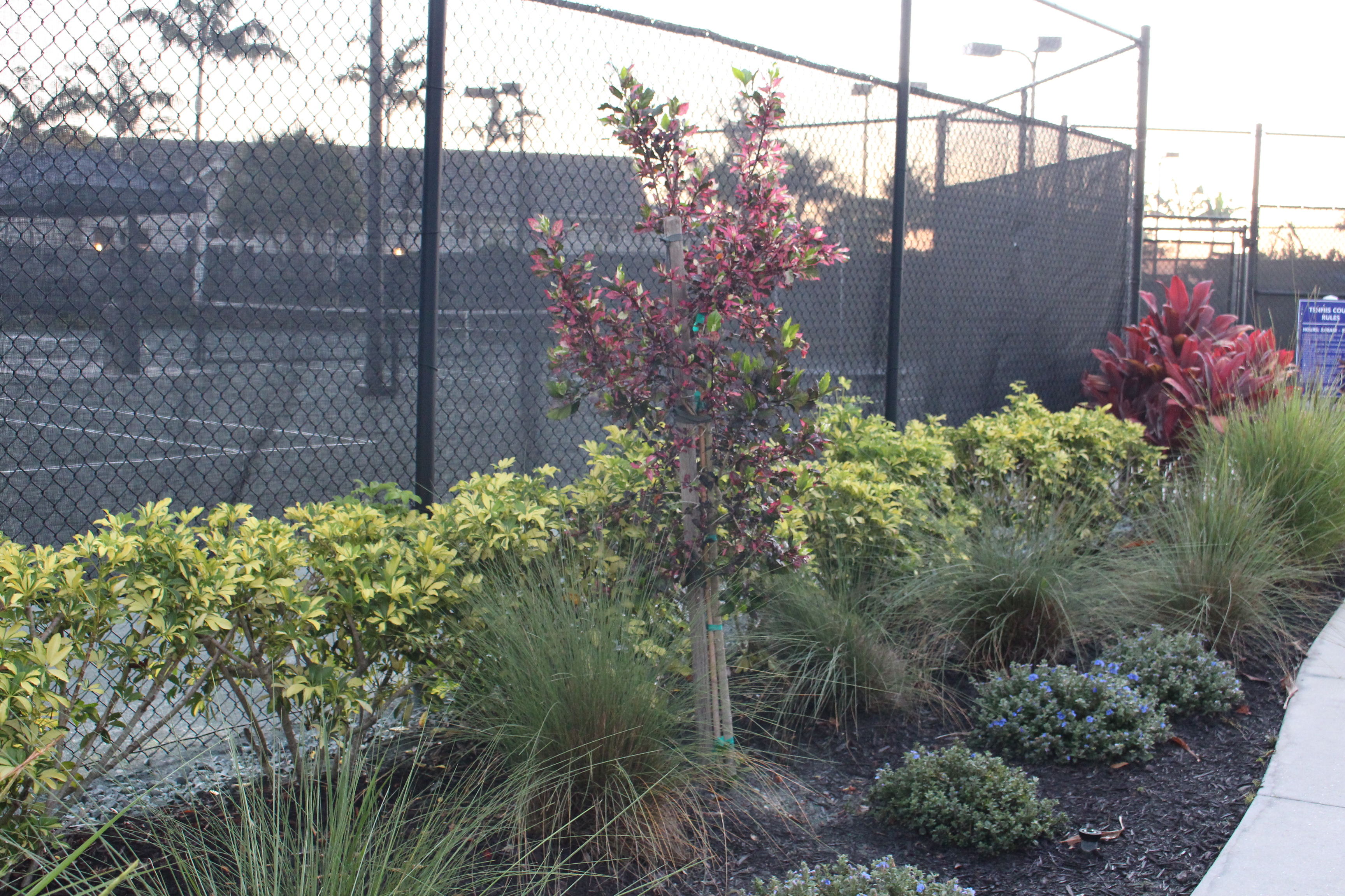 New Landscaping around Tennis & Pickleball Courts thumbnail